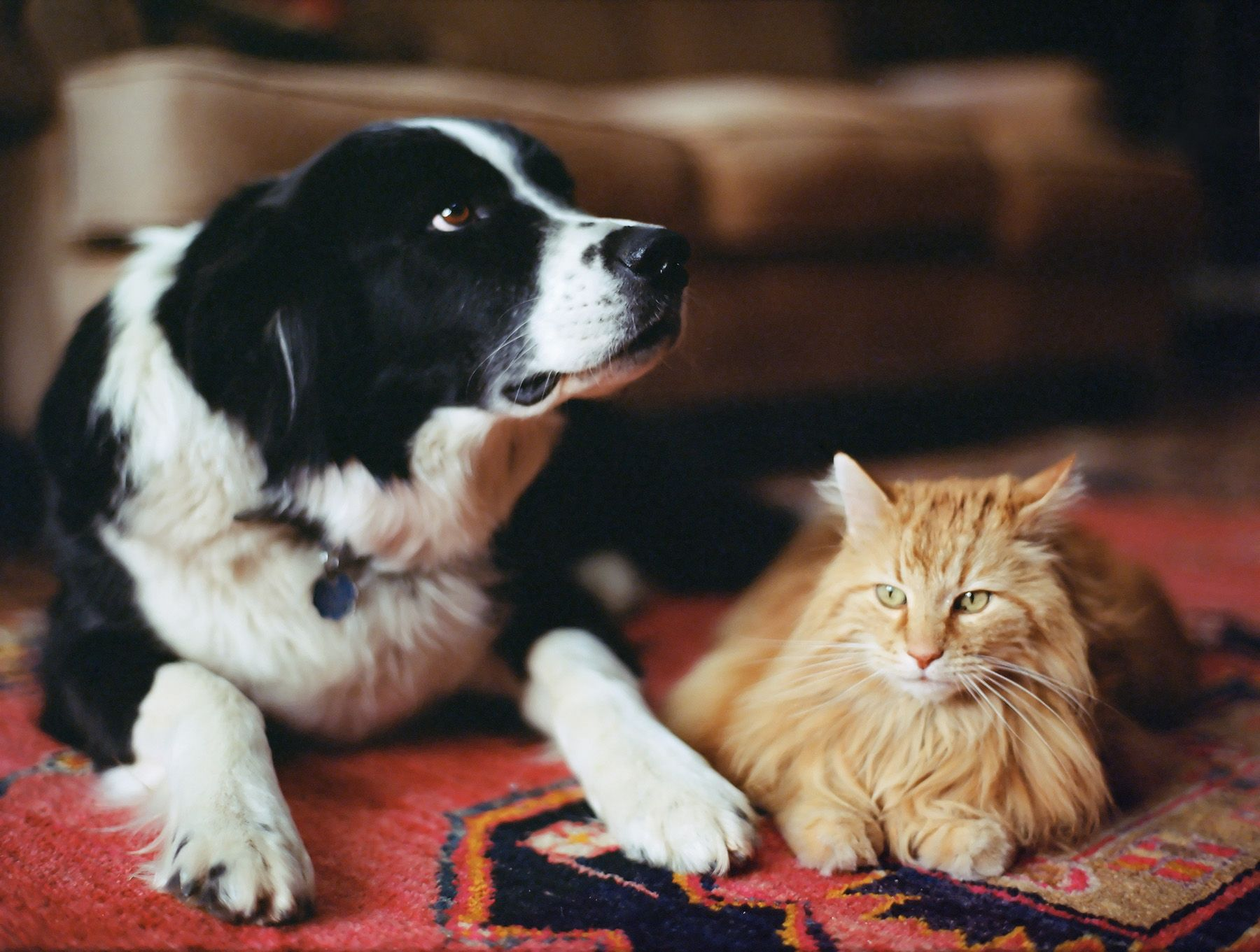 Dog and cat resting together