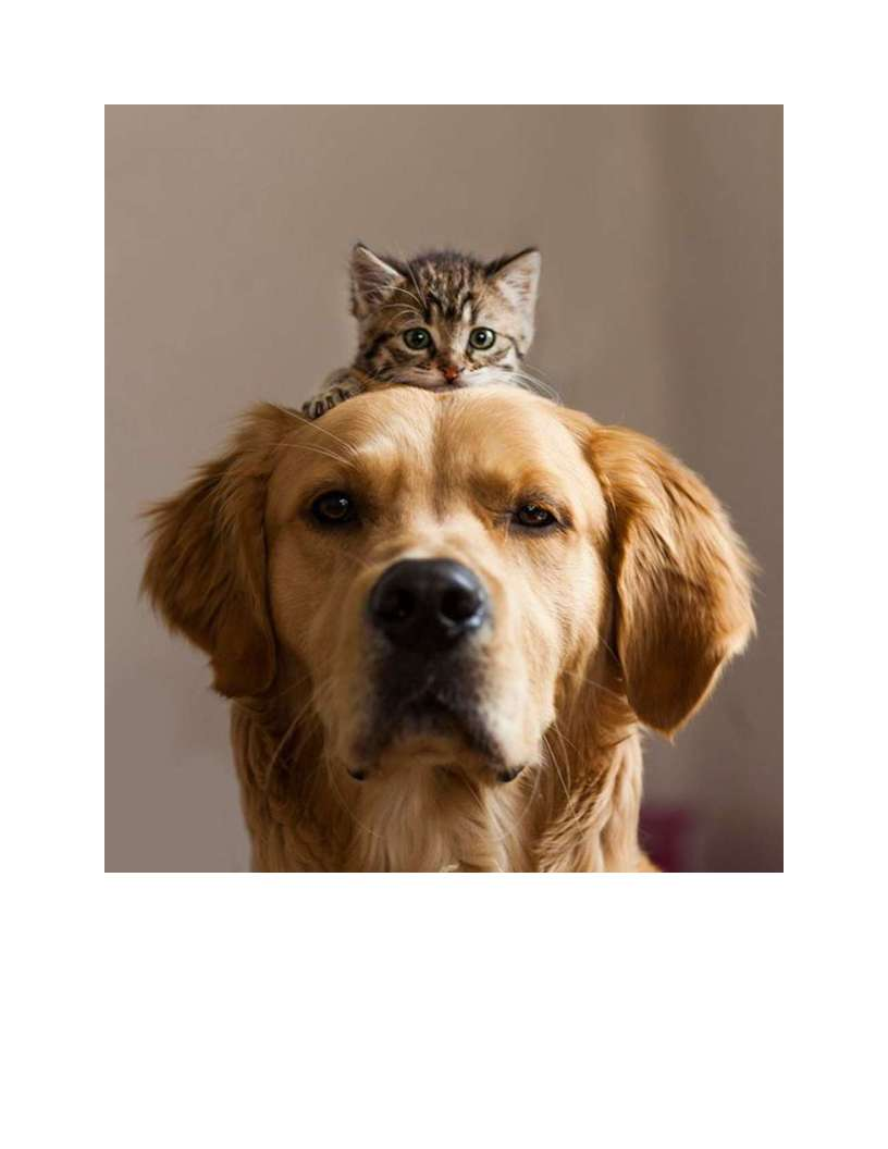 Golden retriever with a kitten resting on its head