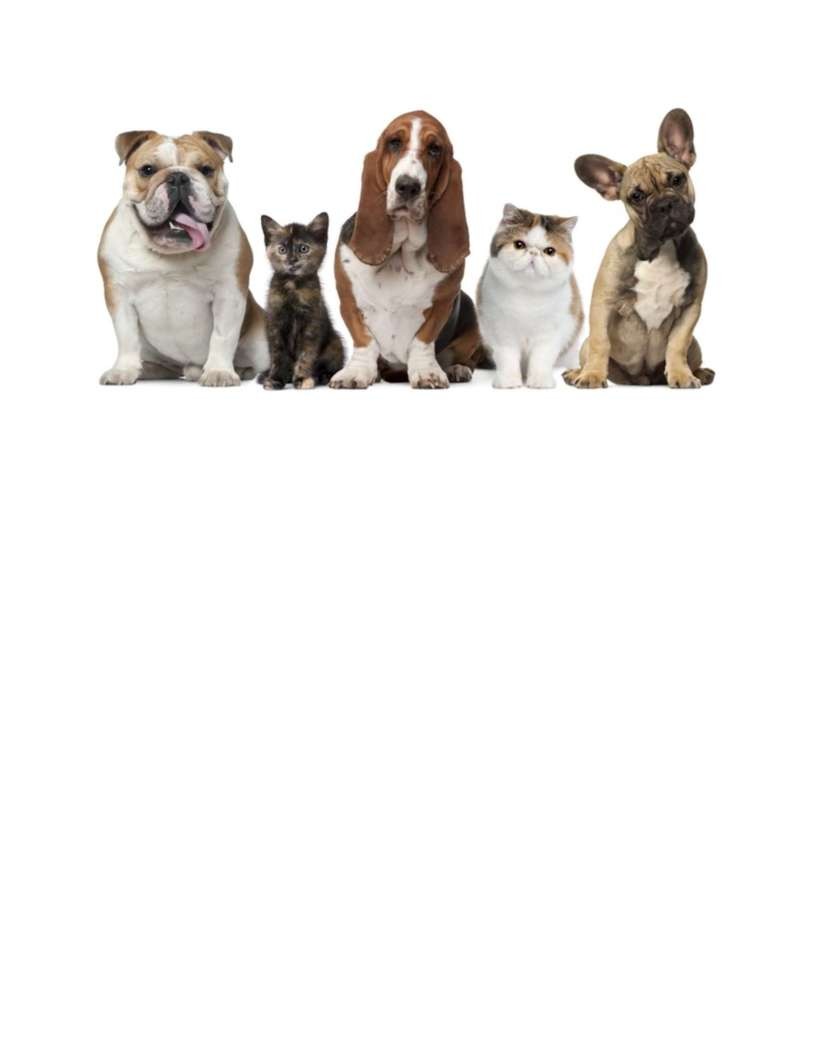 Dogs and cats representing Spectrum VSS patients